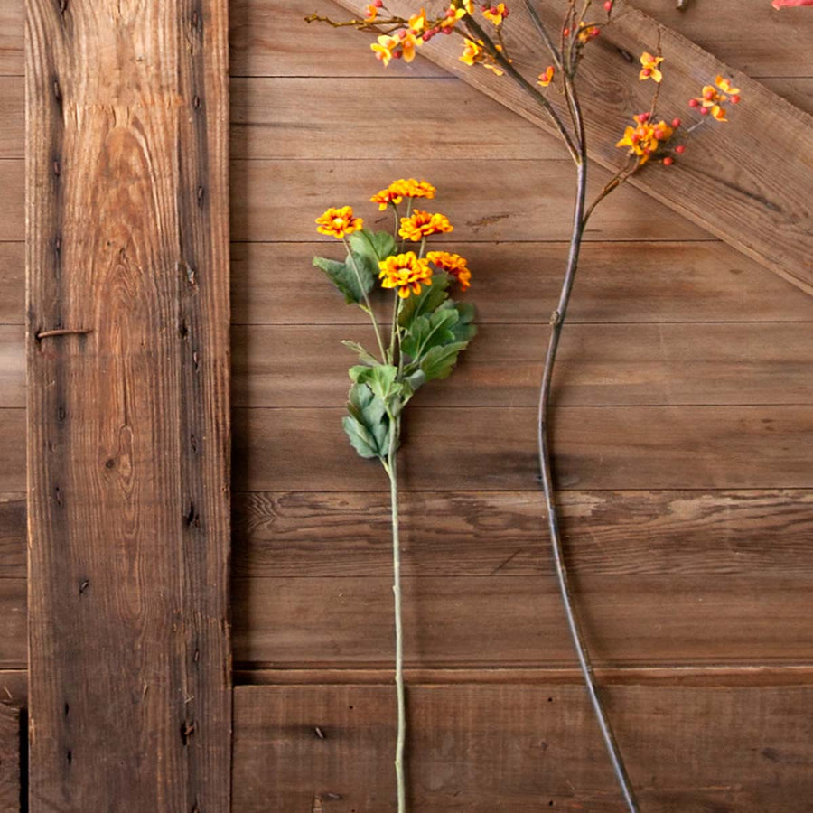 Chrysanthemum Stem