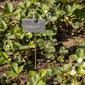 Slate Plant Marker Stick