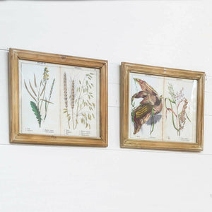 Framed Grains and Grasses Page Prints