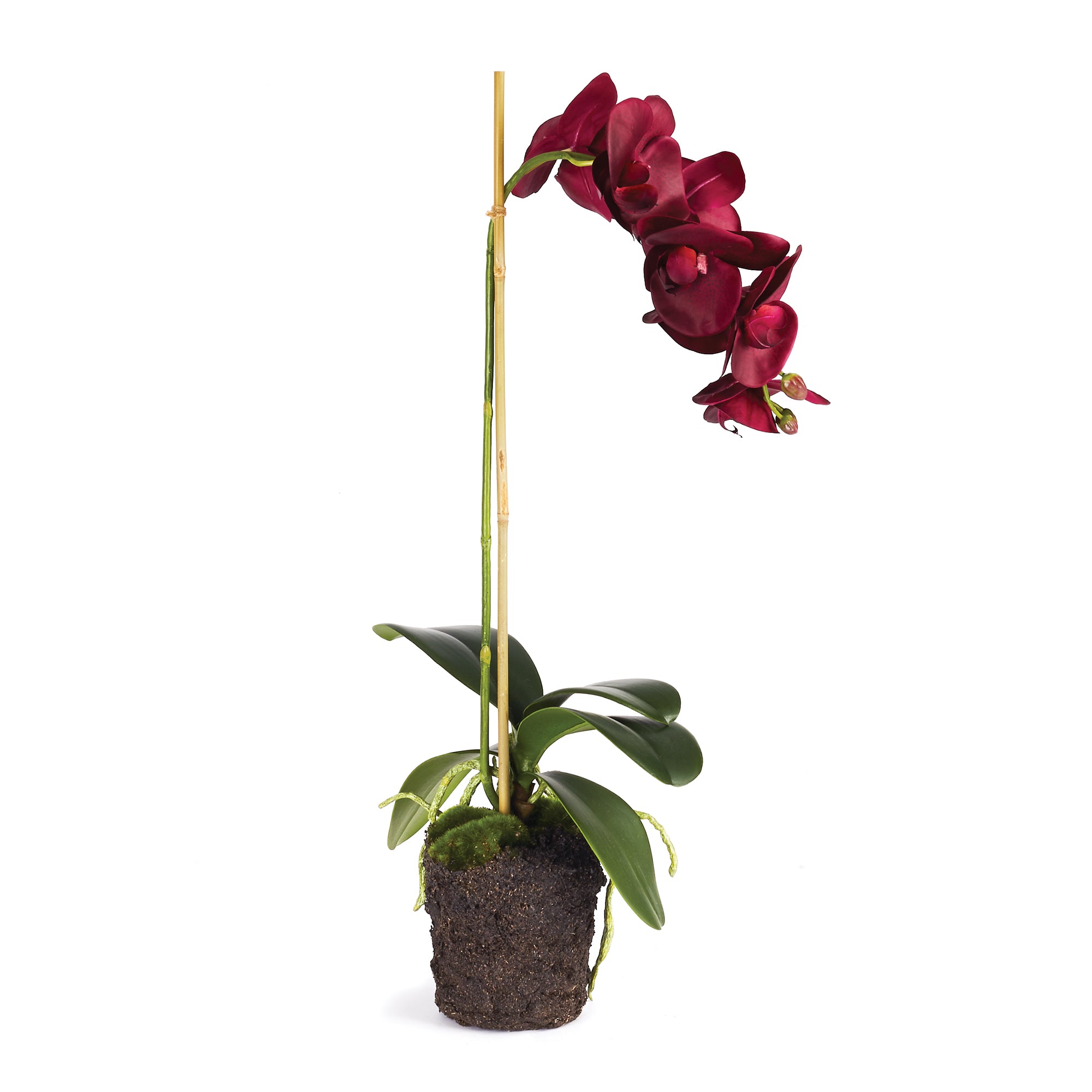 Phalaenopsis Orchid Drop-In 25"