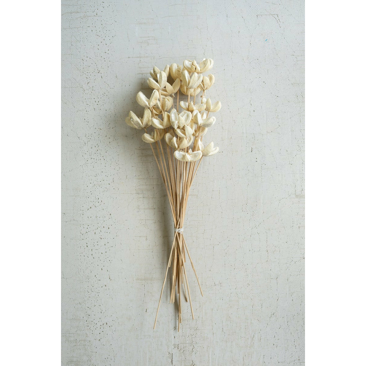 Bleached Bullet Flower Stems - Moss & Embers Home Decorum