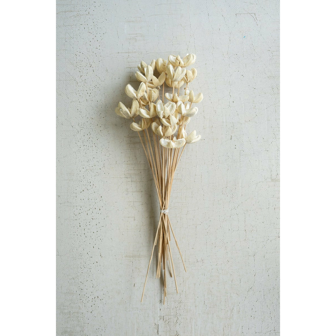 Bleached Bullet Flower Stems