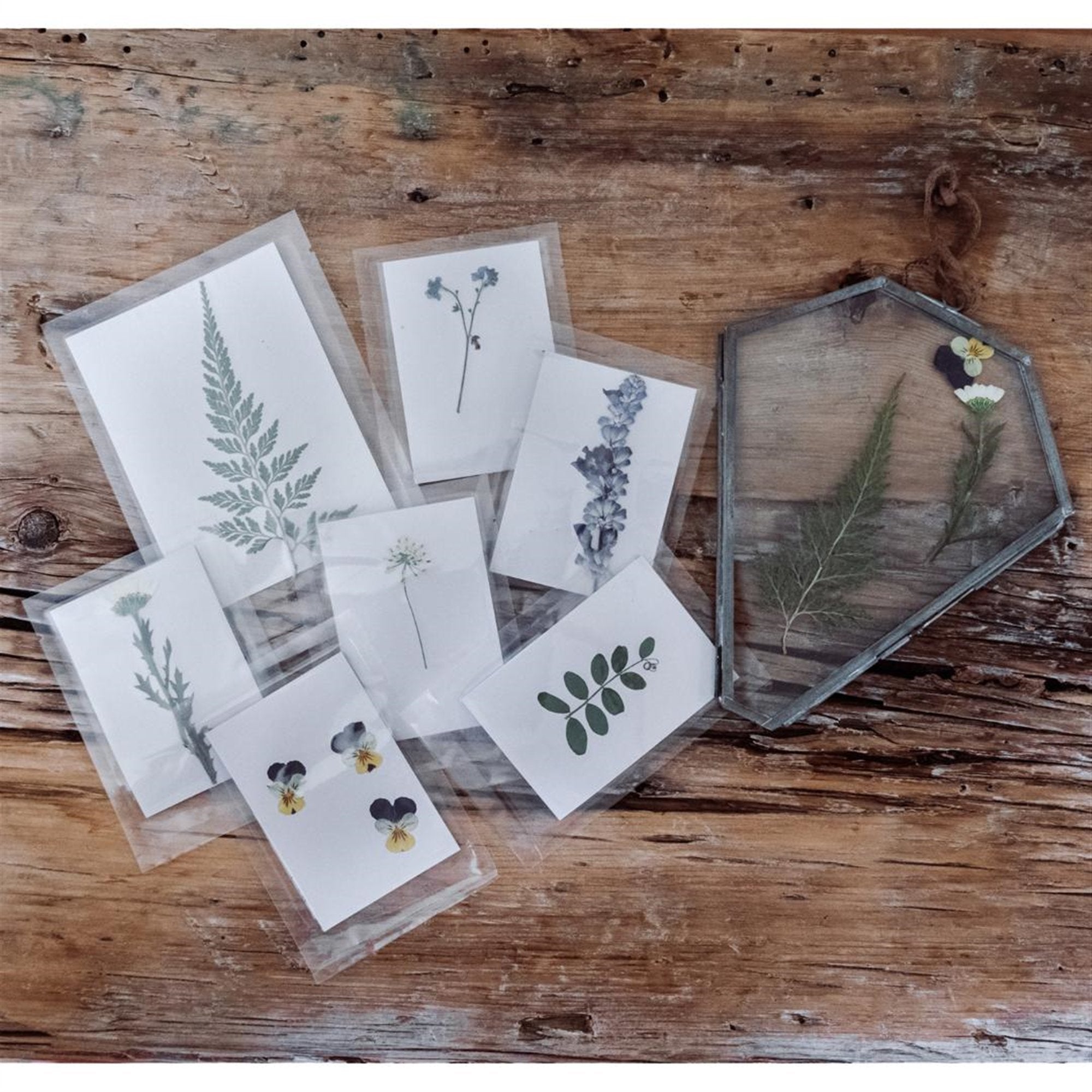Pressed Botanical Collection - 1st Edition