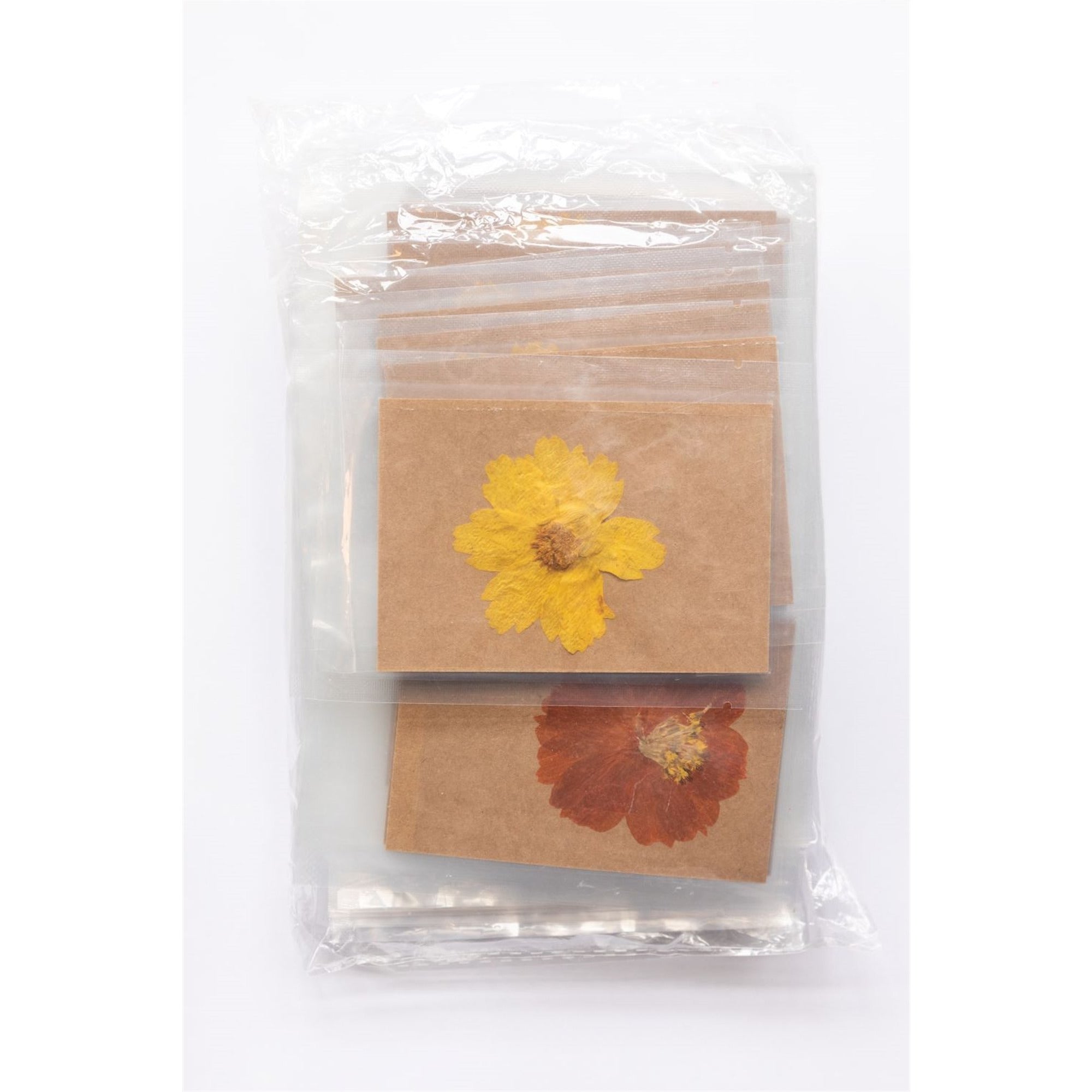 Pressed Botanical Collection - 2nd Edition