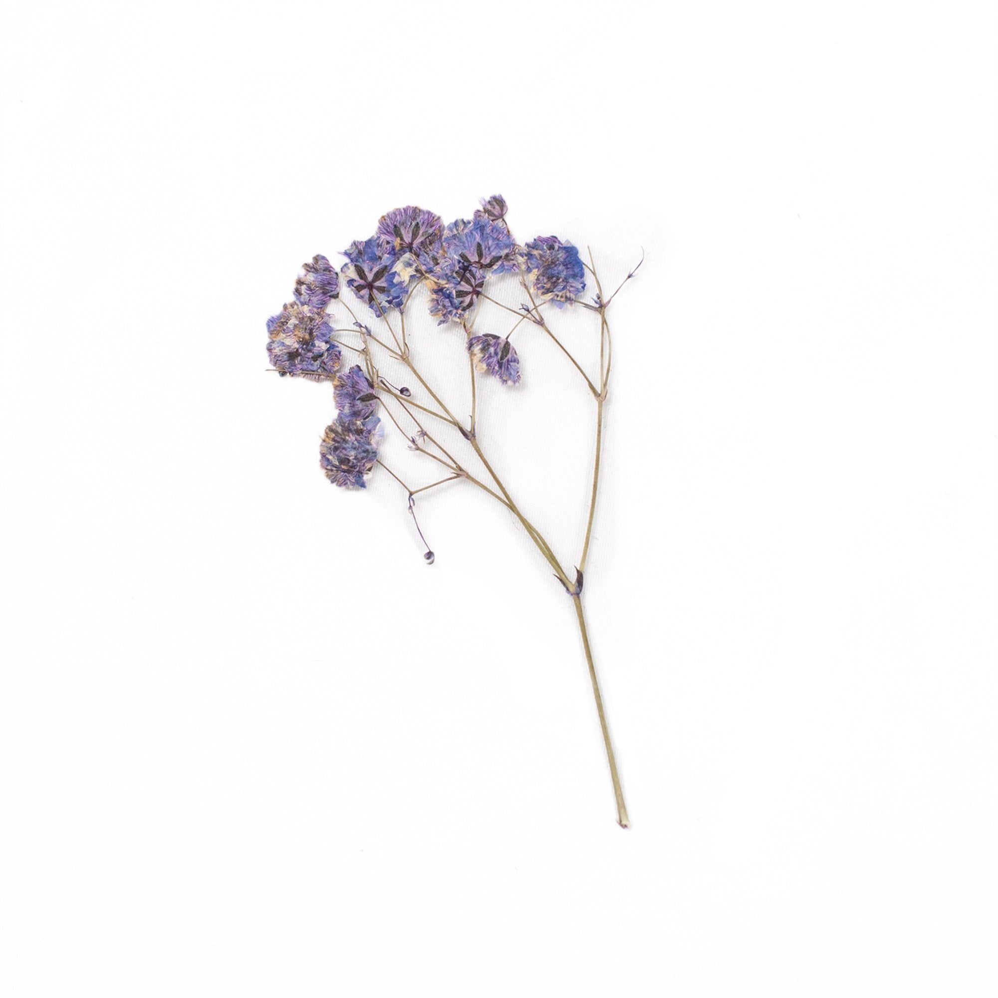 Pressed Botanical Collection - 2nd Edition