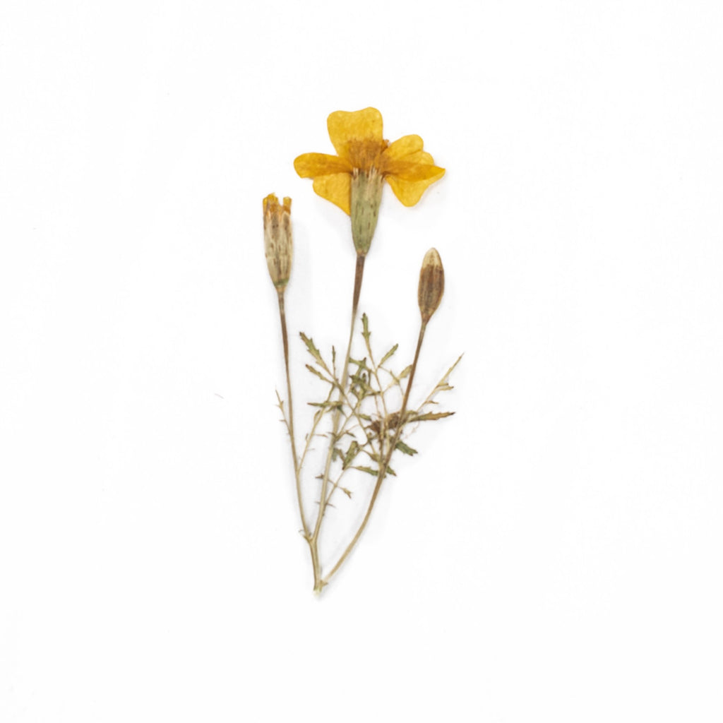 Pressed Botanical Collection - 2nd Edition