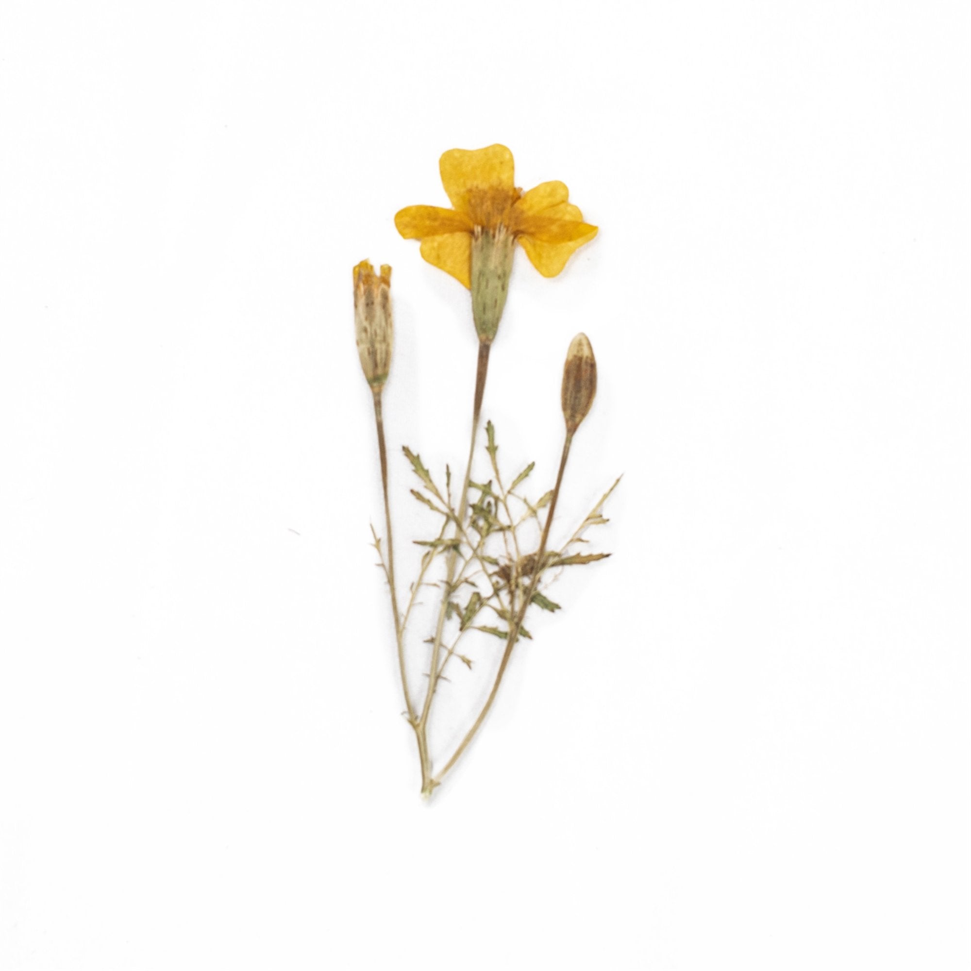 Pressed Botanical Collection - 2nd Edition