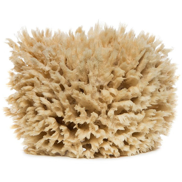 Sea Sponge