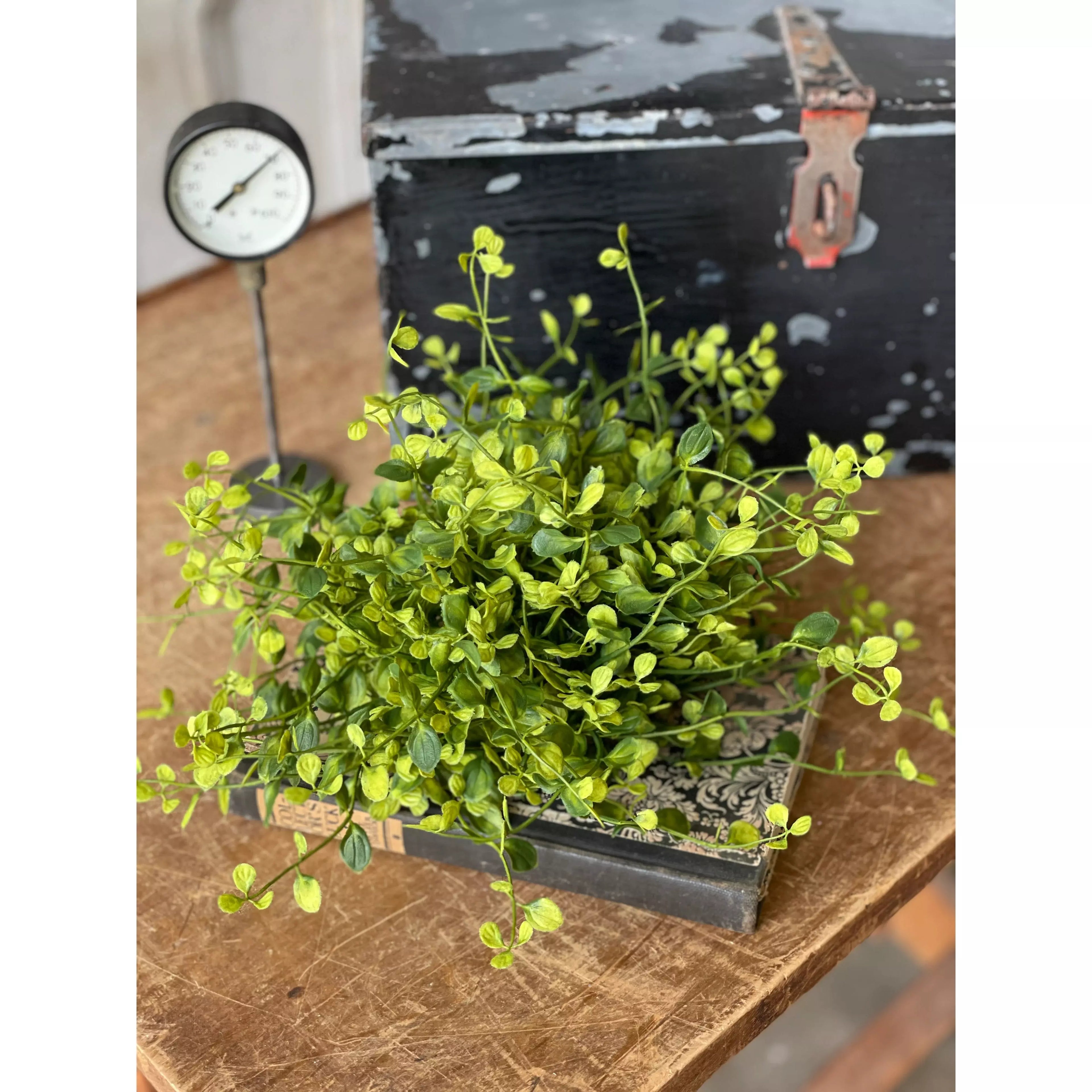 Bog Pimpernel Half Sphere  | Yellow/Green | 12"
