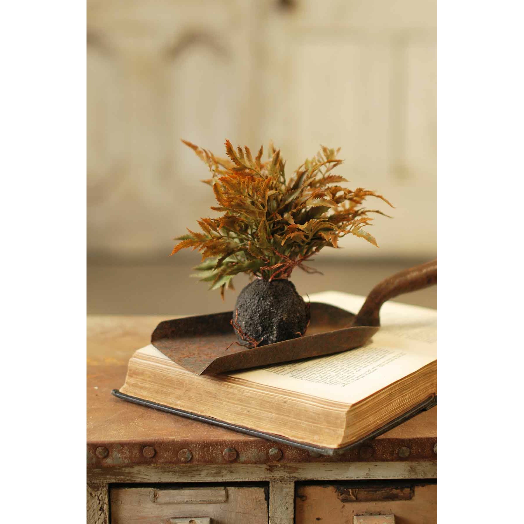 Rooted Frond