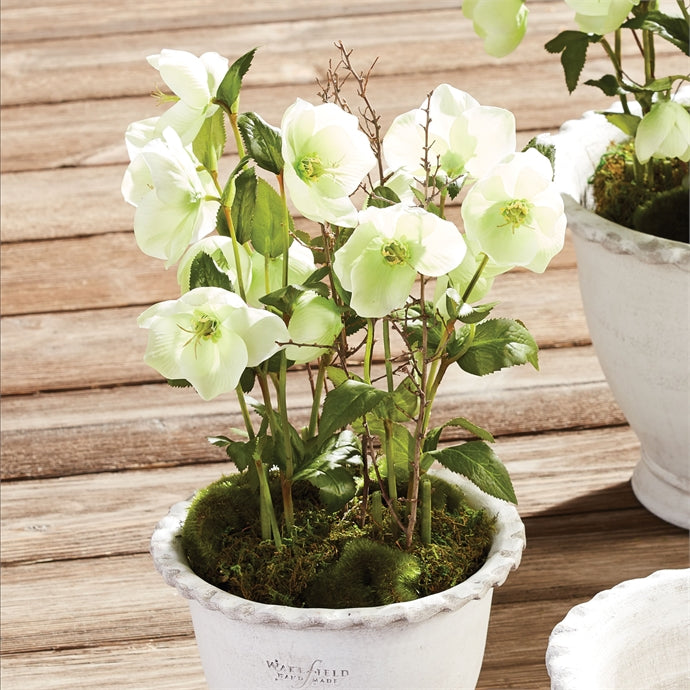 Hellebores Drop-In 12.5"