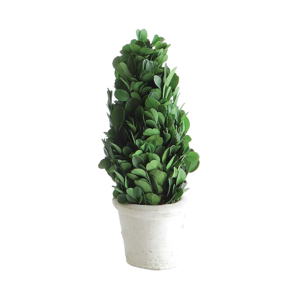 Preserved Boxwood Cone Topiary in White Clay Pot - Medium