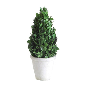 Preserved Boxwood Cone Topiary In White Clay Pot - Small