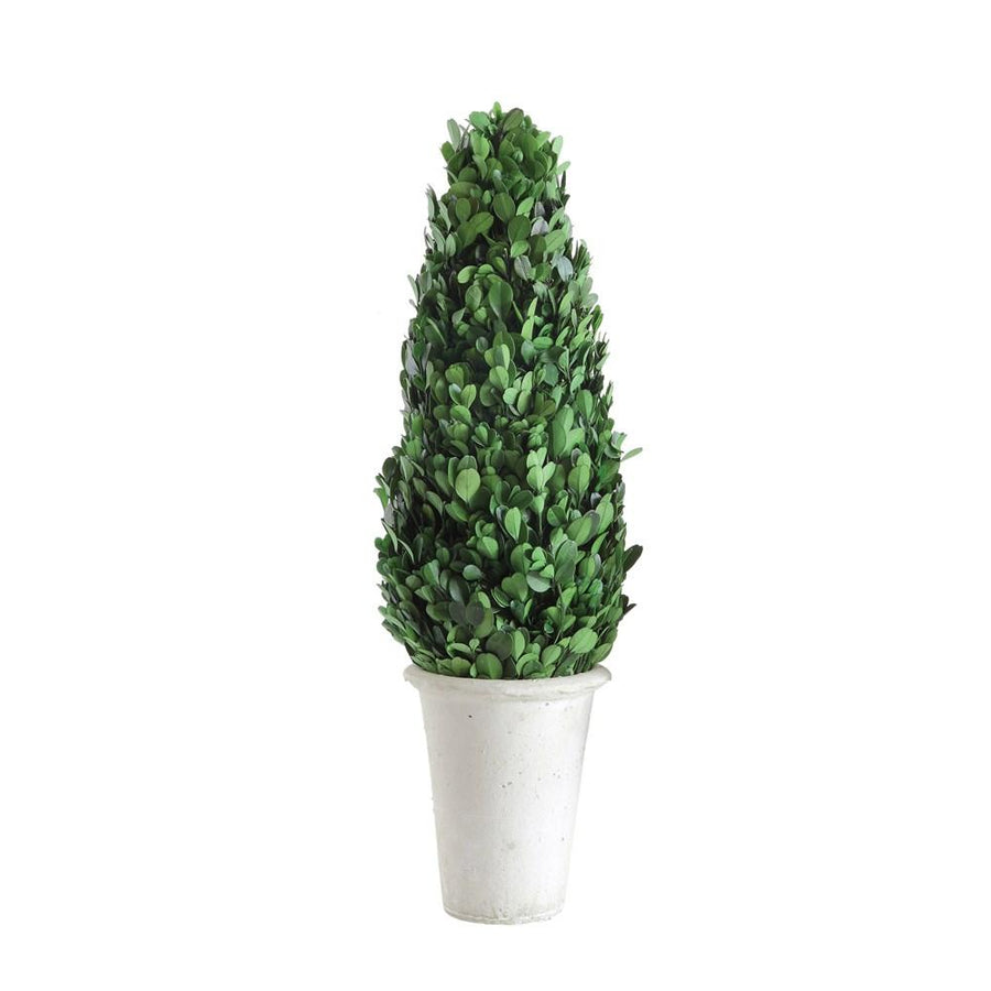 Preserved Boxwood Cone Topiary in White Clay Pot - Large