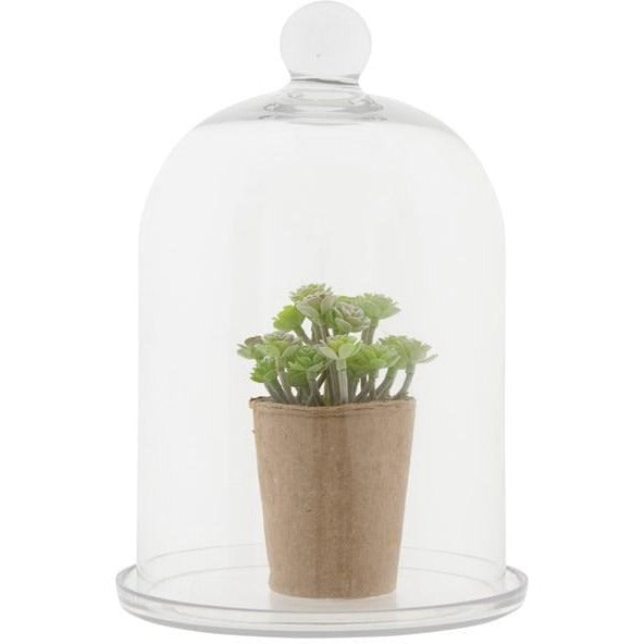 Glass Cloche w/Plate