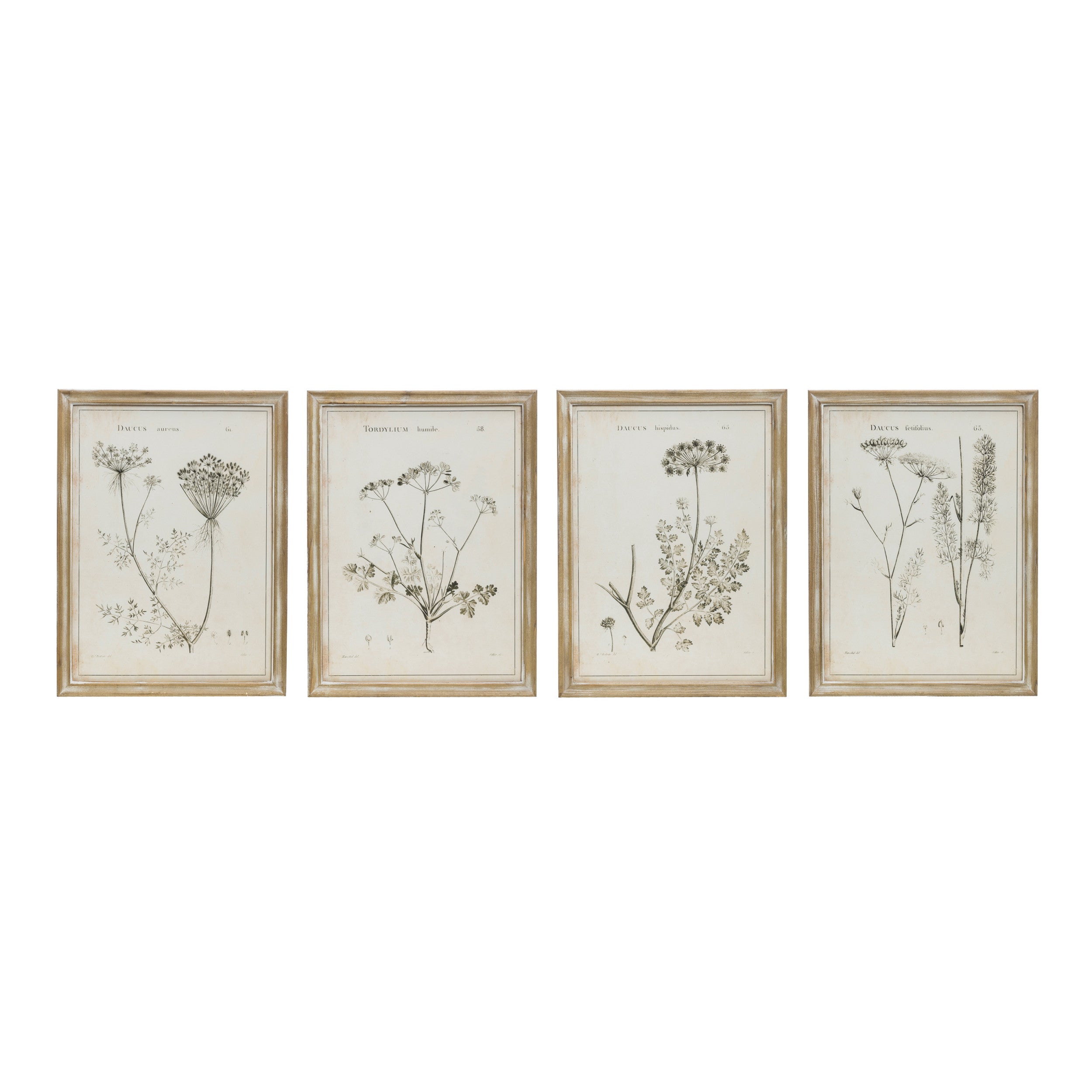 Vintage Reproduction Botanical Print Framed Wall Decor
