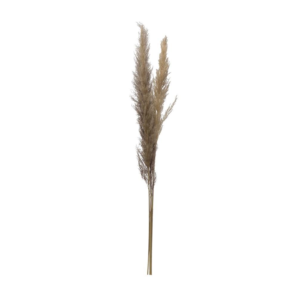 Dried Natural Pampas Grass Bunch