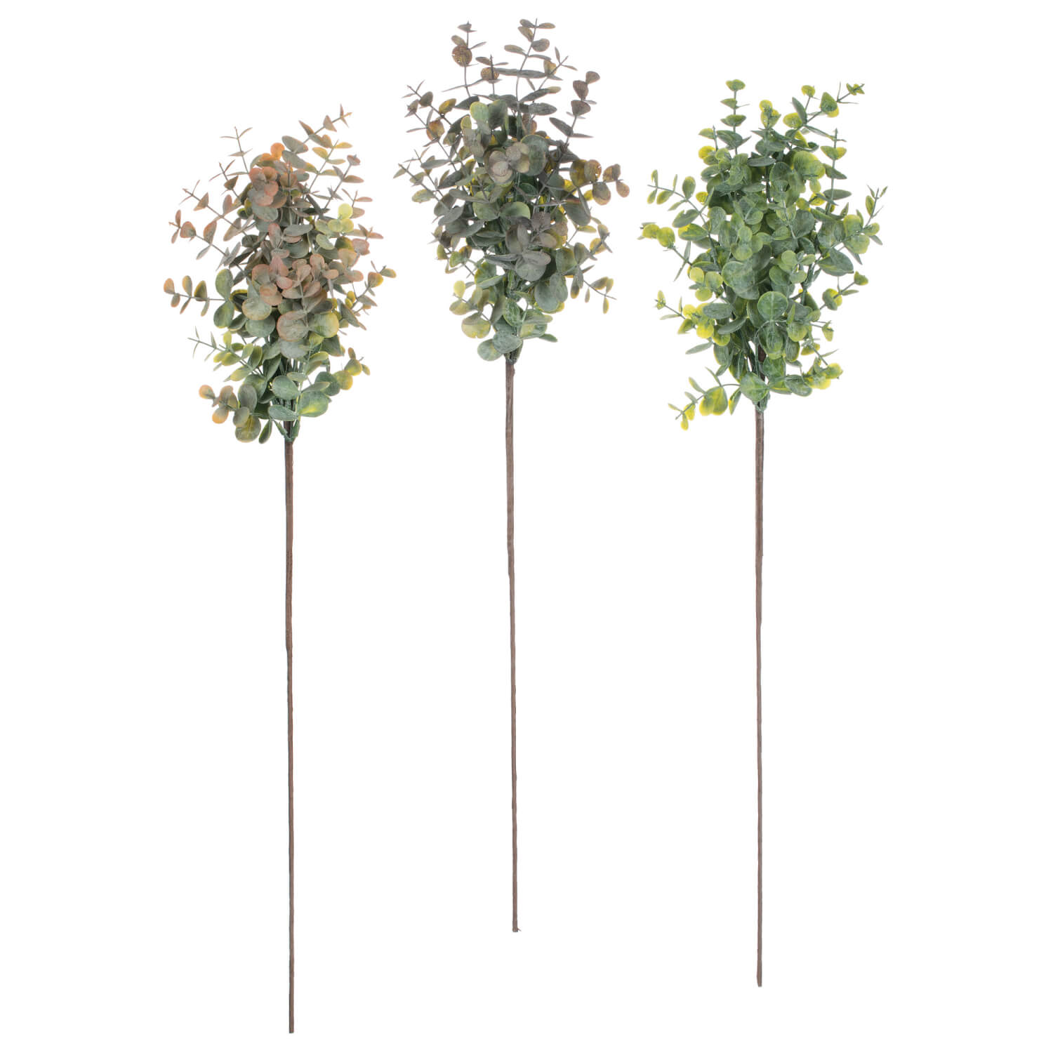 Eucalyptus Stem