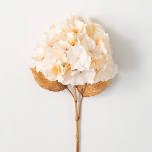 Billowy Soft Cream Hydrangea
