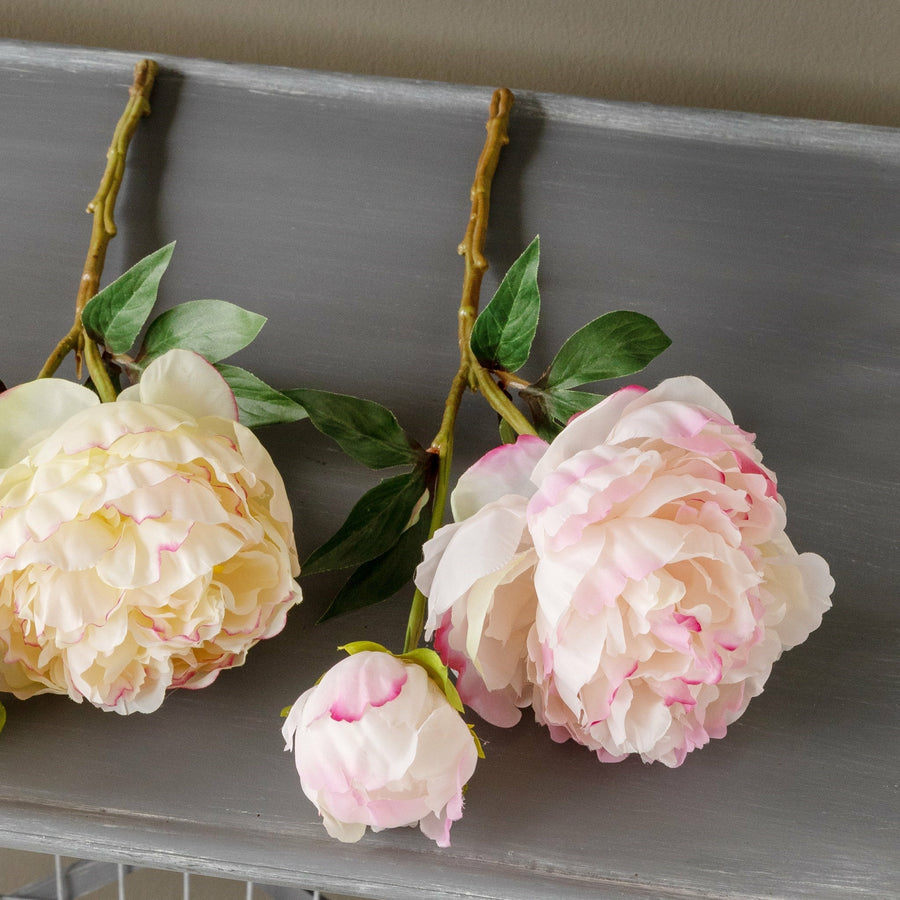 Garden Peony Cutting