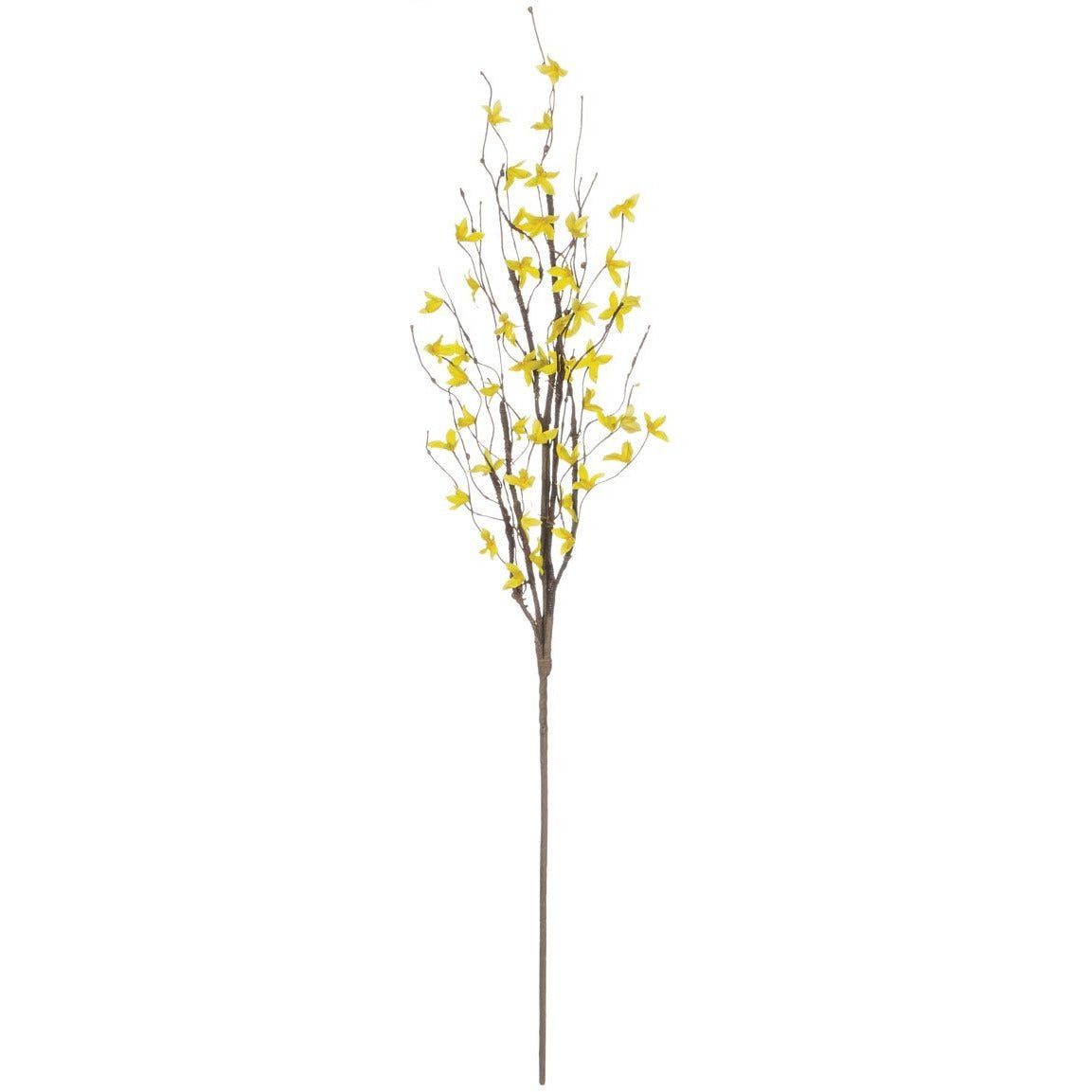 Forsythia Spray