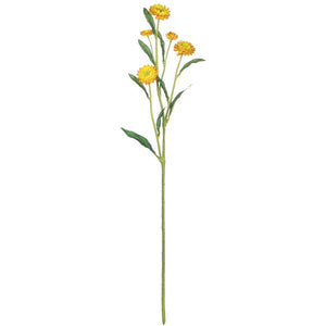 Straw Flower Stem - Yellow