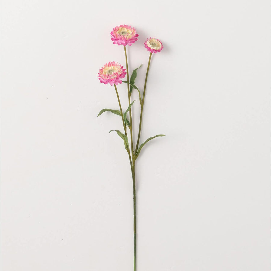 Straw Flower Stem