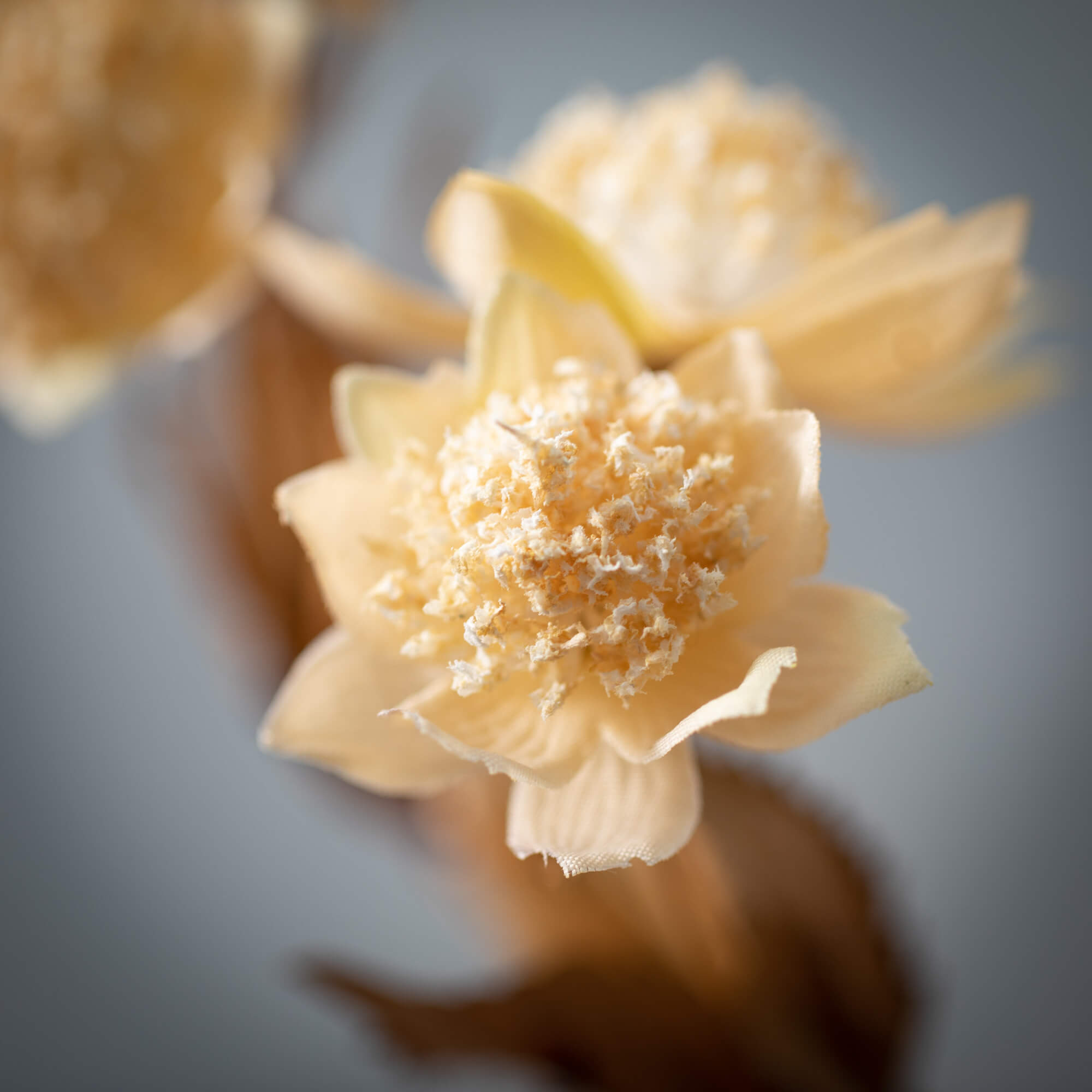 Plush Clover Spray | Cream