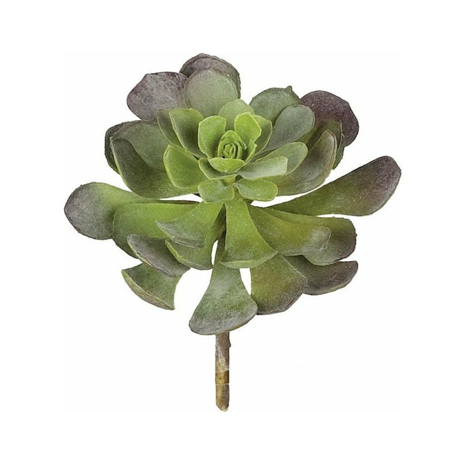 Echevaria Succulent