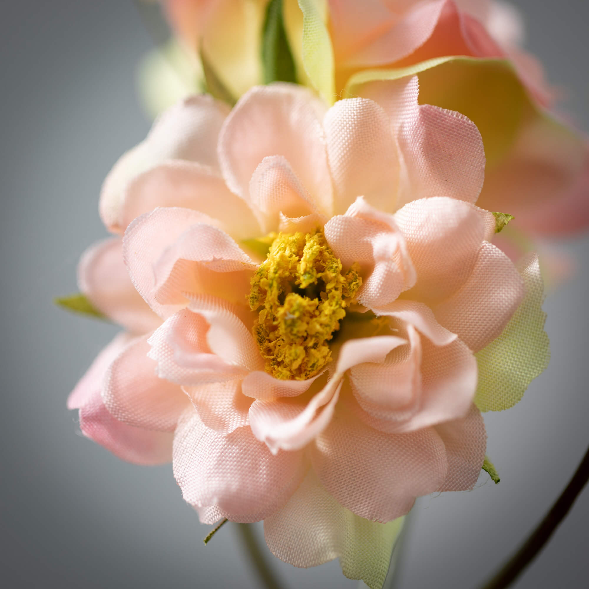 Wild Rose Spray