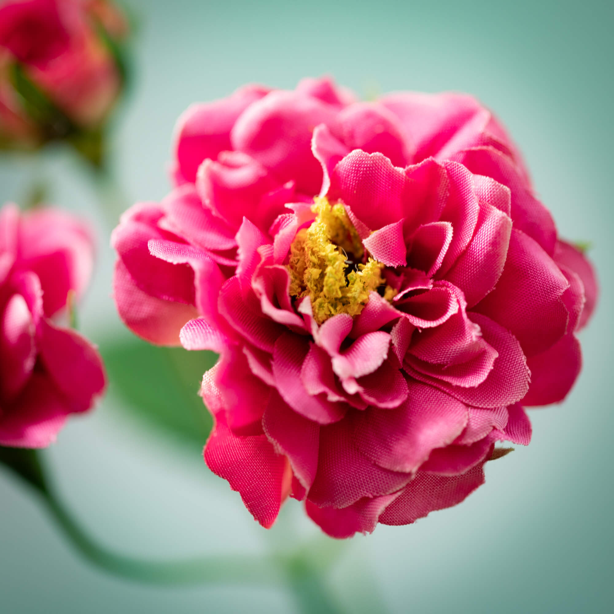 Wild Rose Spray – Moss & Embers