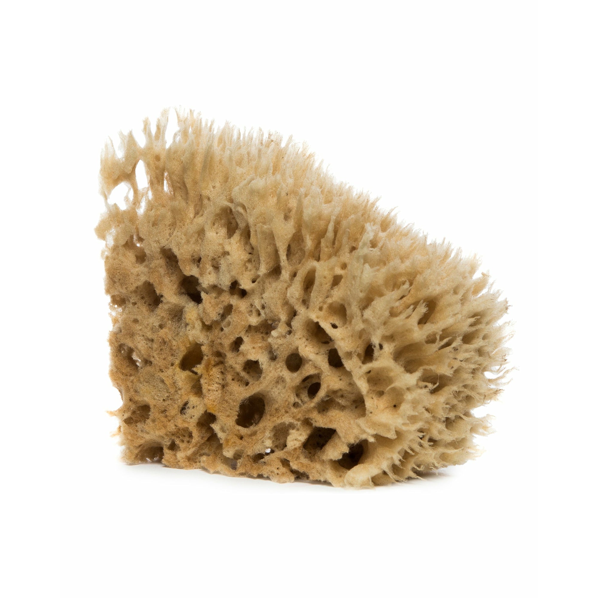 Sea Sponge