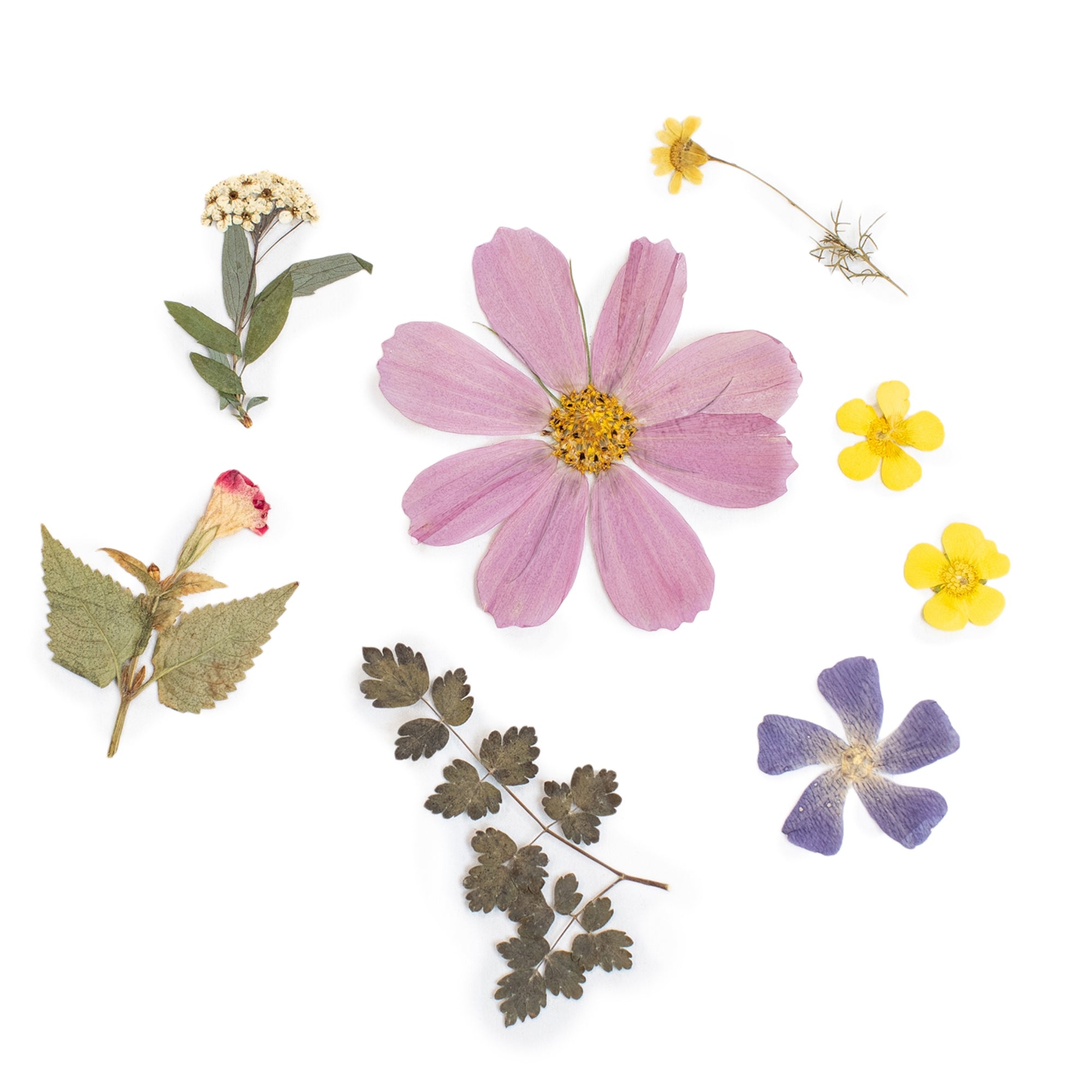 Pressed Botanical Collection - 3rd Edition