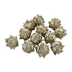 Dried Botanical Artichokes