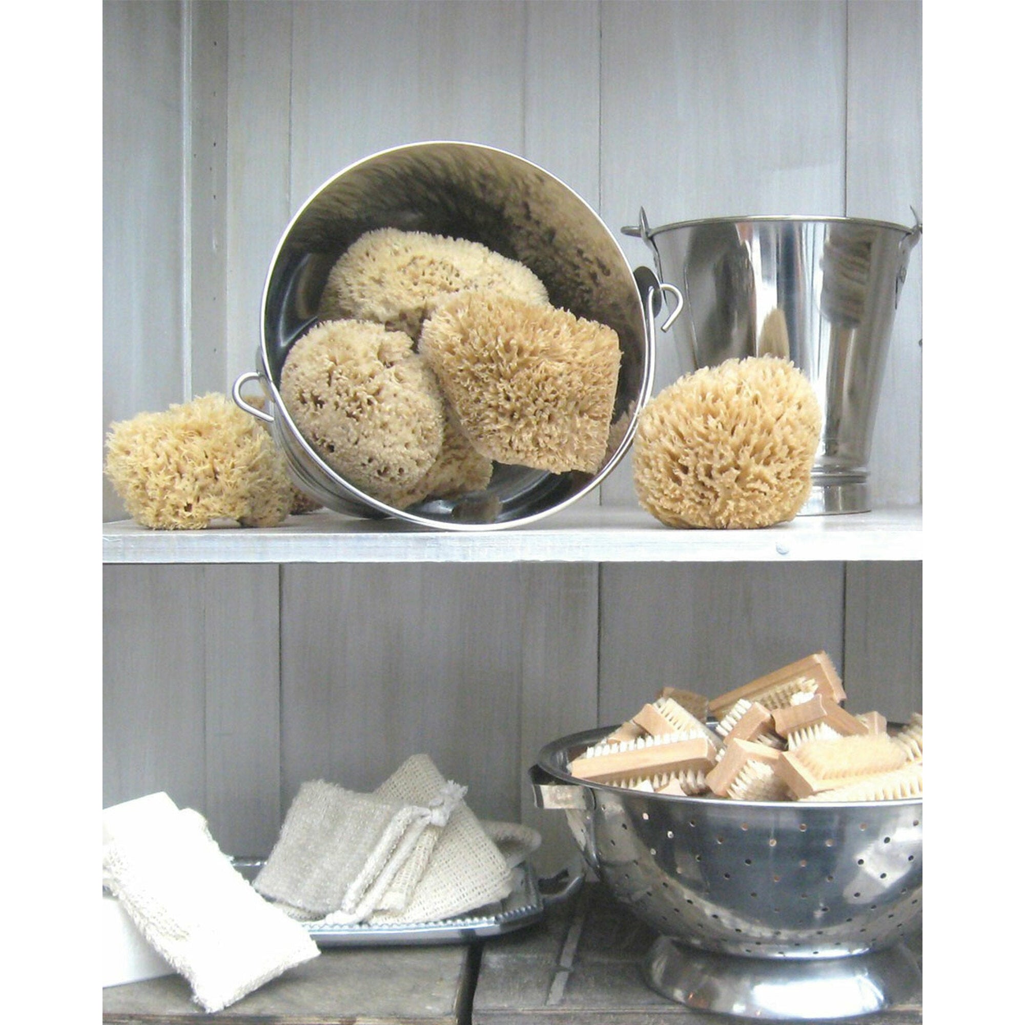 Sea Sponge