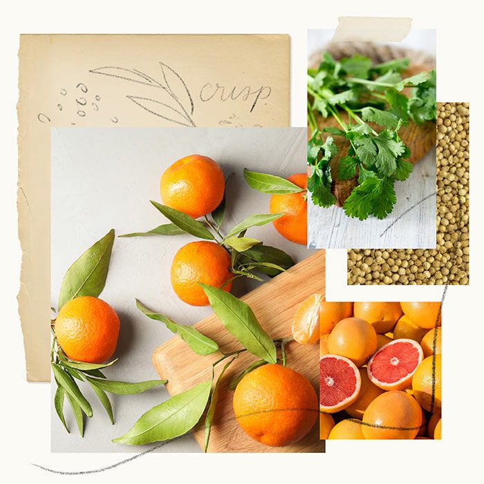 Botanical Blends Hand Lotion