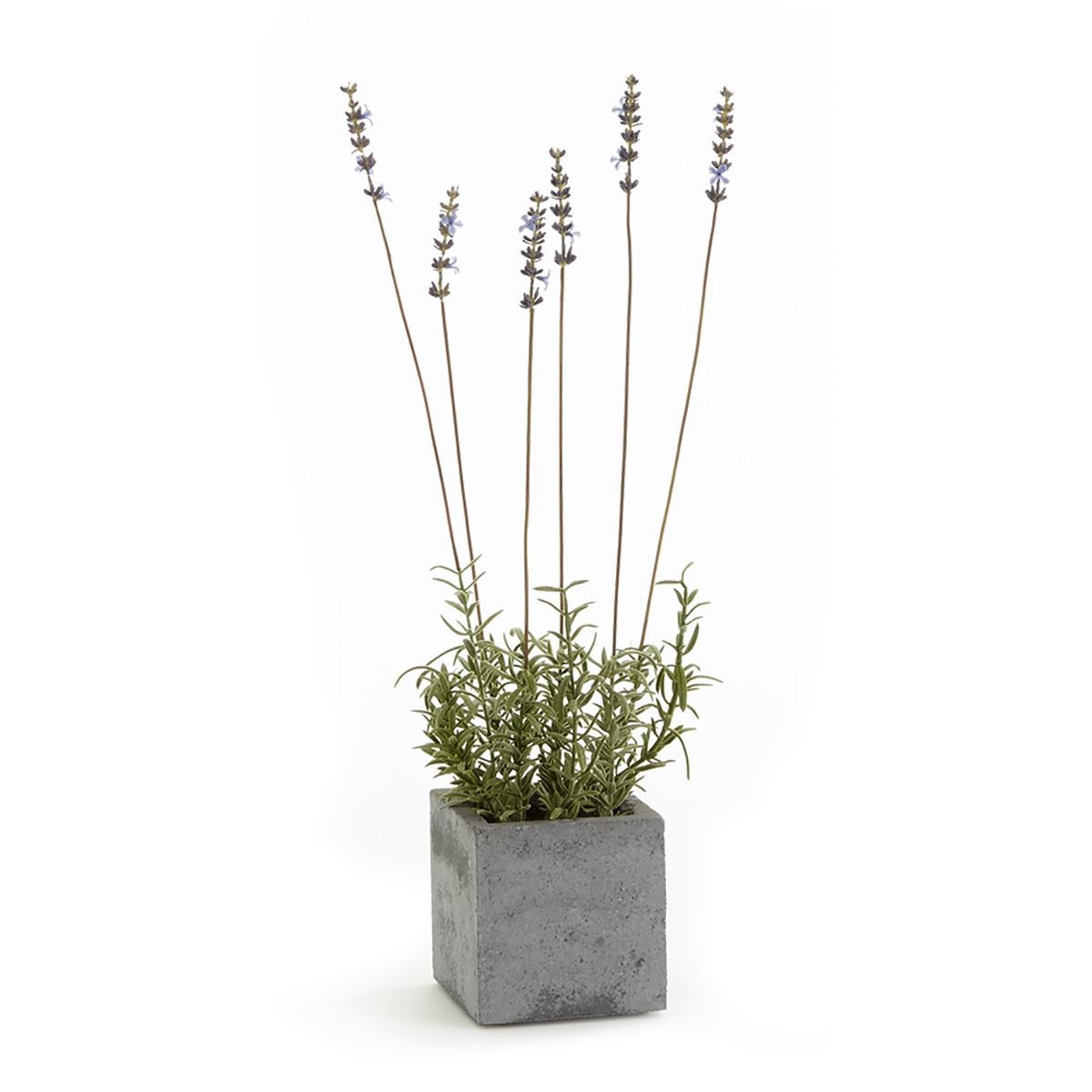 French Lavender in Square Pot 19"