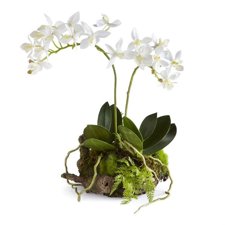 Mini Dendrobium w/Rustic Drop-In 11.5"