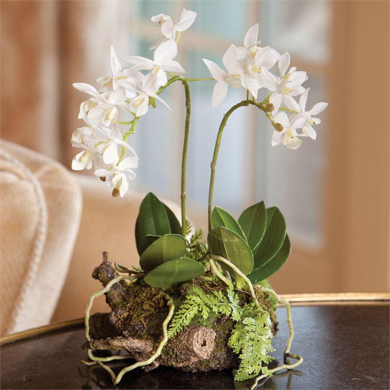 Mini Dendrobium w/Rustic Drop-In 11.5"