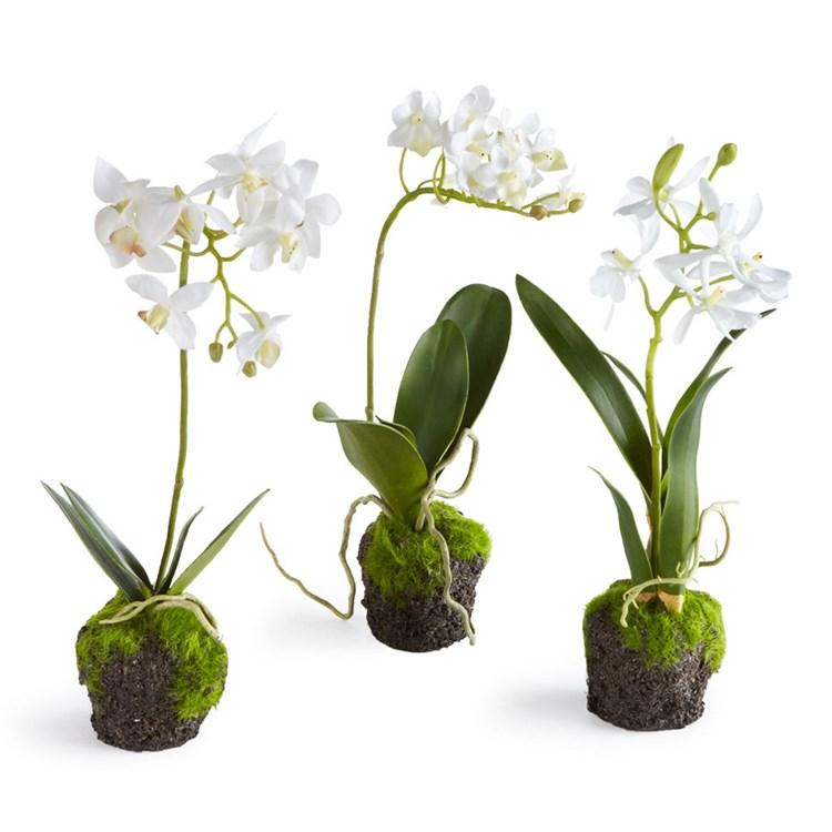 Dendrobium Orchid Drop-In