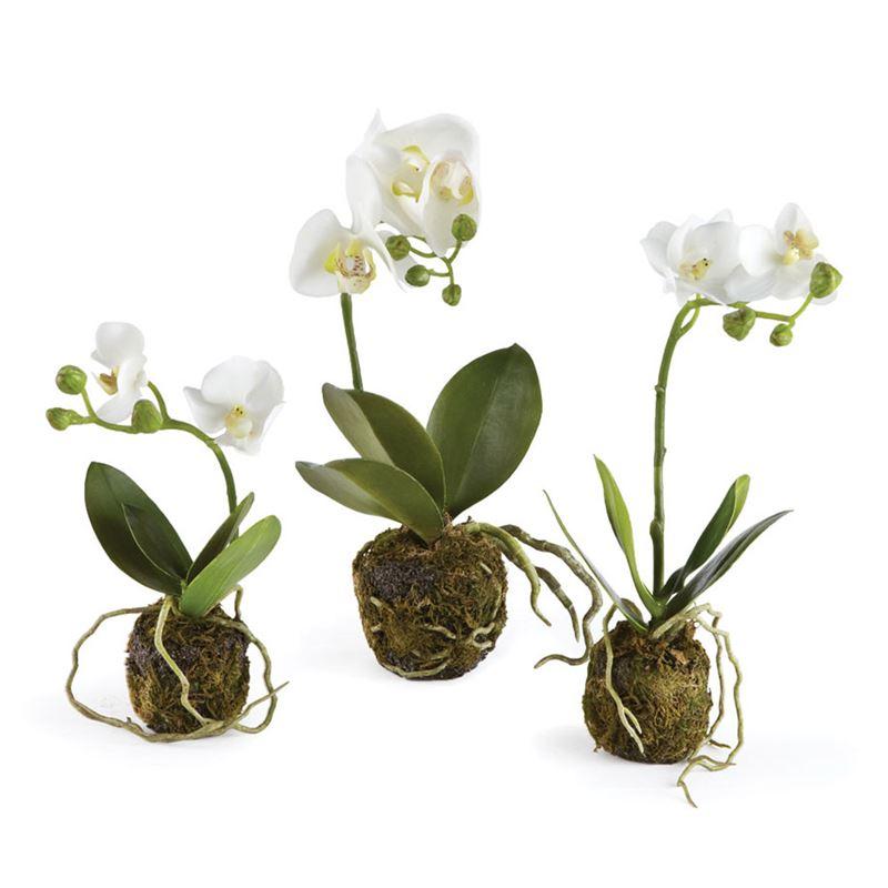 Phalaenopsis Orchid Drop-In
