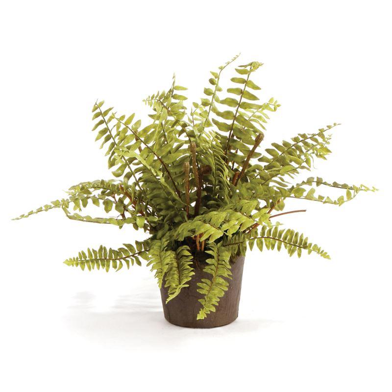 Boston Fern Drop-In 12"