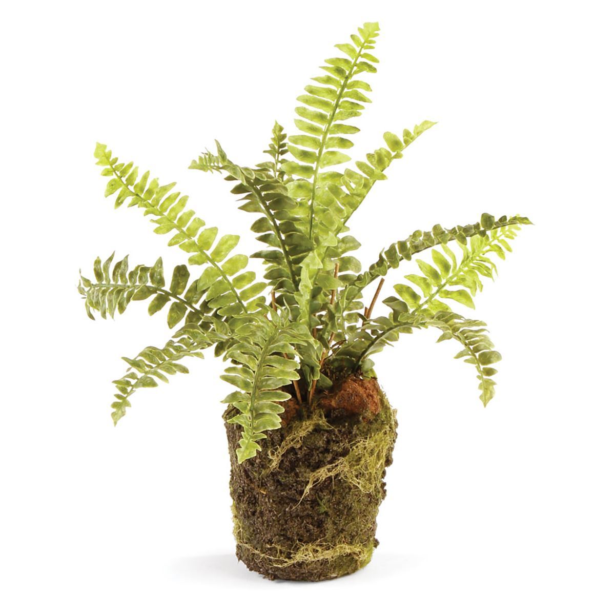 Boston Fern Drop-Ins