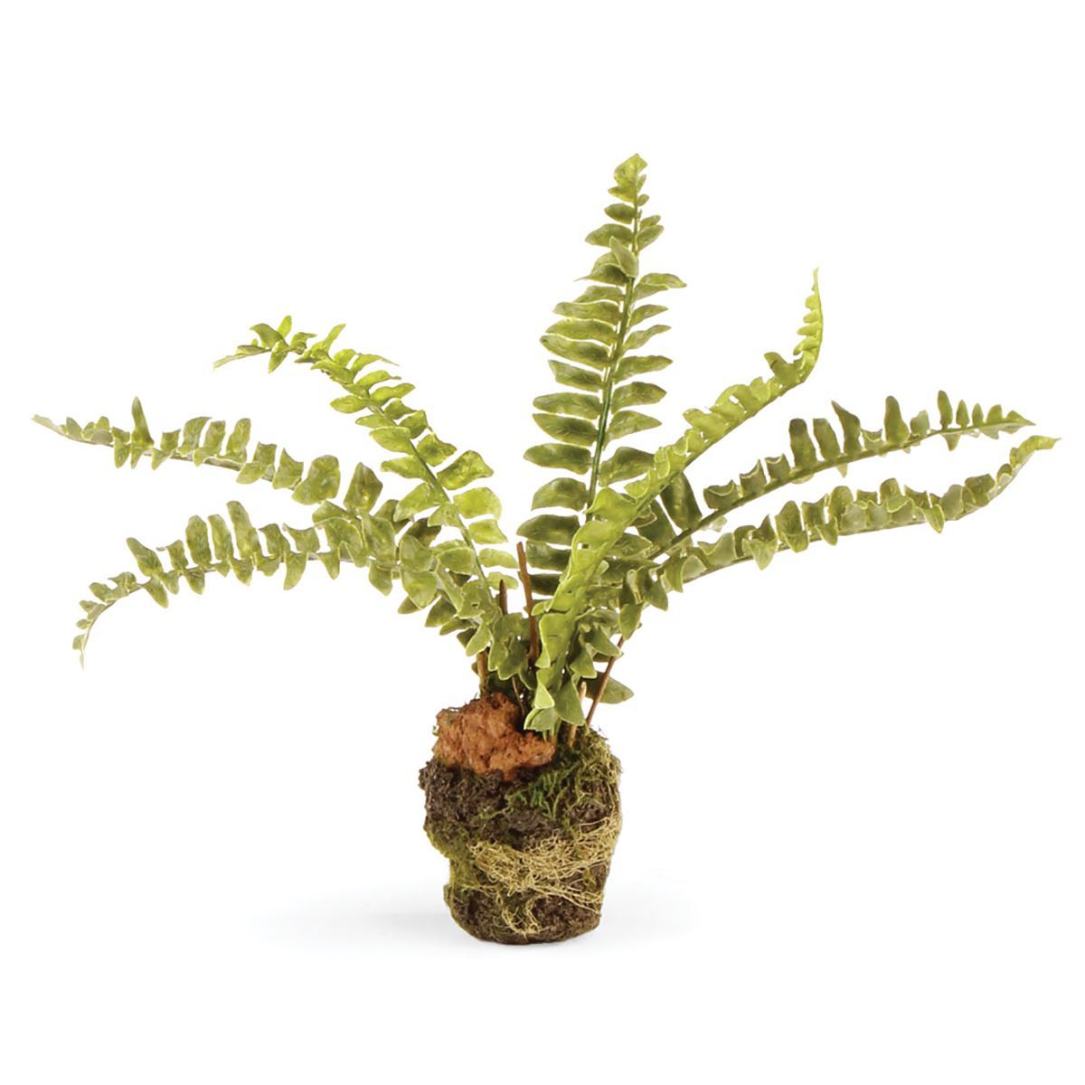 Boston Fern Drop-Ins