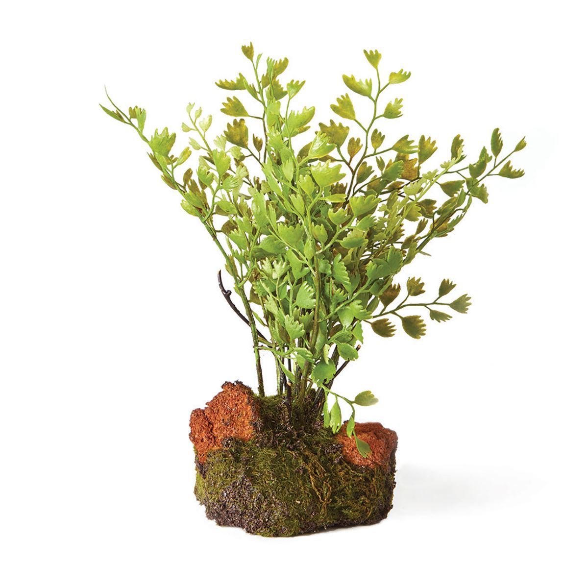 Maidenhair Fern Drop-In 7"