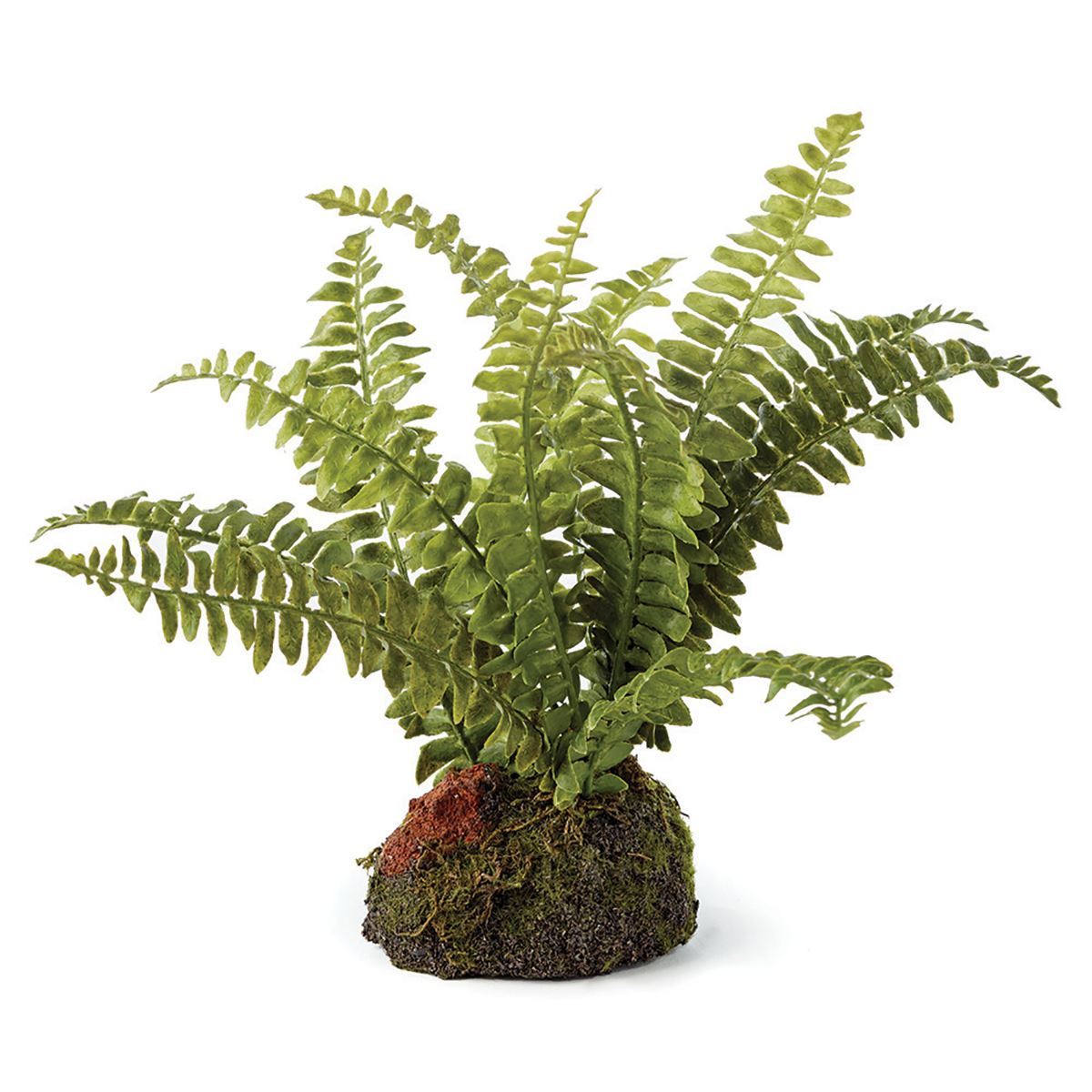 Boston Fern Drop-Ins