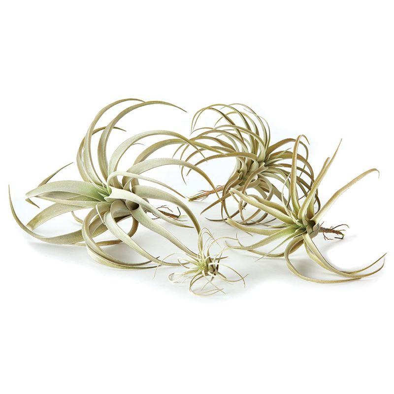 Tillandsia (Air Fern)