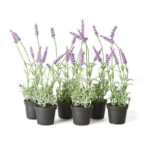 French Lavender Drop-In 13"