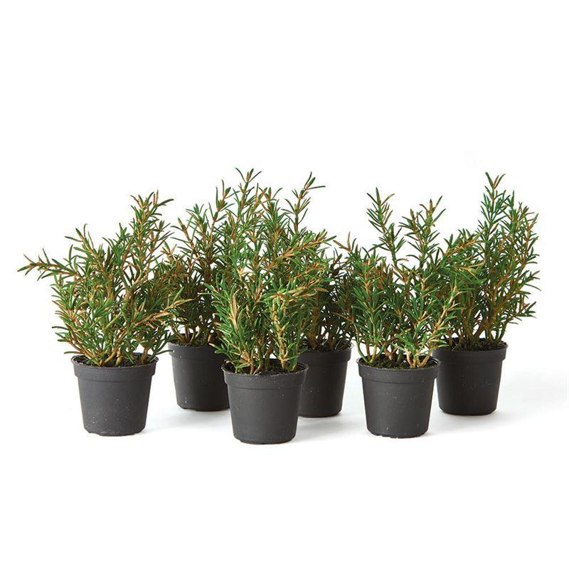 Rosemary Drop-In | 6.5”