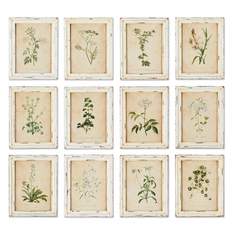Framed Wildflower Botanical Print